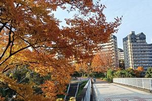 秋の風景（南大沢周辺）3