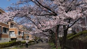 桜1