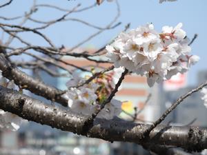 桜2