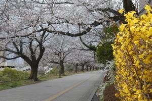 桜3