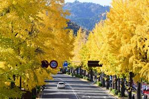 八王子いちょう祭り4